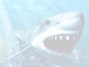 SharkVR